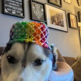 My Dog Modeled My First Hat Lol 