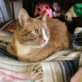Fat Kitty Loafing :3
