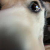 My Dog Up Close >_<