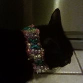 Bracelet Fits On My Pet Cat
