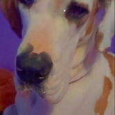 Do You Like My Dog?