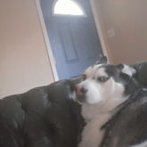 Doggy