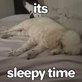 My Silly Dog :)