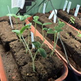 STARTING A GARDENNN  Pt 2