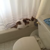 My Cat Taking A Bath!!
