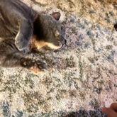 My Very Own Warrior Cat 