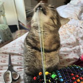 Miss P**s NOT Helping With My Craft Exchange Kandi, Resulting In Her Eviction From My Room
