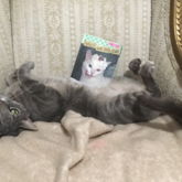 This Is My Cat