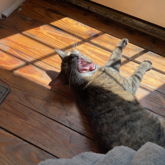Yawning Cat Now With The Sun For Free.89