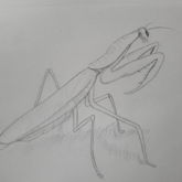 Praying Mantis Drawing 