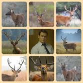 Holden Ford Moodboard