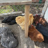 Chicken Pile
