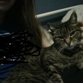 My Cute Lil Cat :3