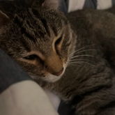 Kitty