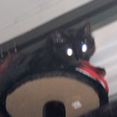 Notty, Goddess Of ***ht, Eater Of Food (my Cat)