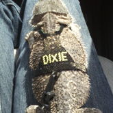 Dixie And Her Kandi Harness