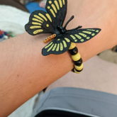 Butterfly Single 1