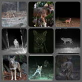 Red Wolf Therian Moodboard !!!