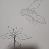 Bee With A Flower Sketch