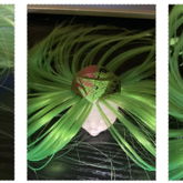 Rerooting Progress