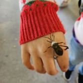 Buggy