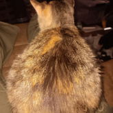 Cat Loaf 