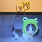 Frog Hat Cat 