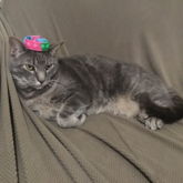 And My Cat Again