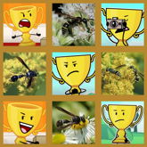 Trophy Potter Wasp Board