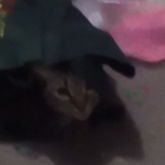 My Cat In A Bag Of Beads :>