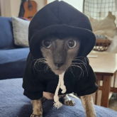 Cat In A Sweater 