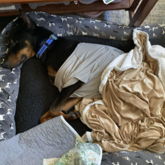 My Dog Eeping