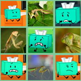 Chinese Mantis Tissues Board