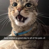 Zeus Wishes All His Pals A Good Day!!