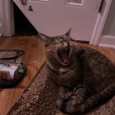 My Cat Because She’s Cute