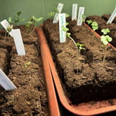 STARTING A GARDENNN 