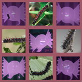 Bow Spiny Elm Caterpillar Board