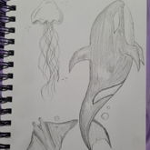 Jellyfish, Stingray, & Orca/Killer Whale Sketch