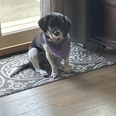 My Stupid Dog :] 
